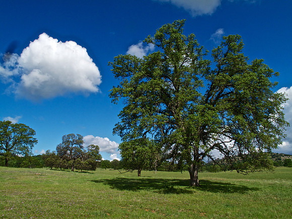Green Hills, Valley Oaks, Clouds