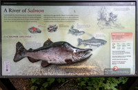 A River of Salmon