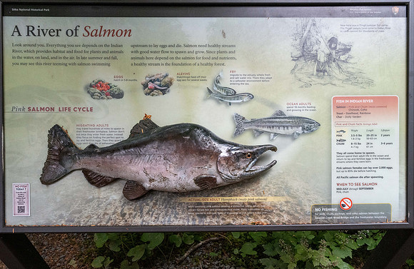 A River of Salmon