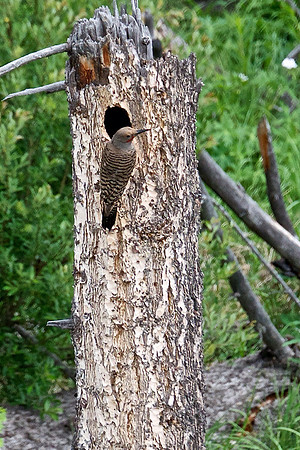 *Flicker Nest