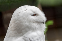 Snowy Owl - Sitka Raptor Center