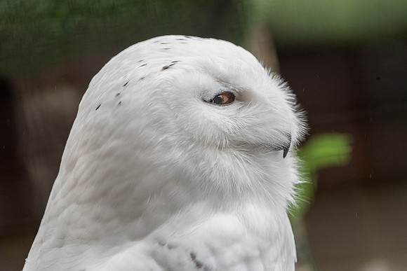 Snowy Owl - Sitka Raptor Center