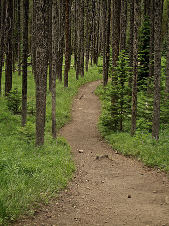 Coulter Bay Trail