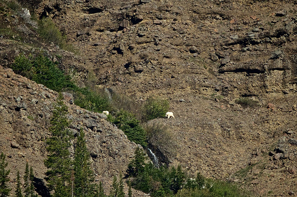Mountain Goats