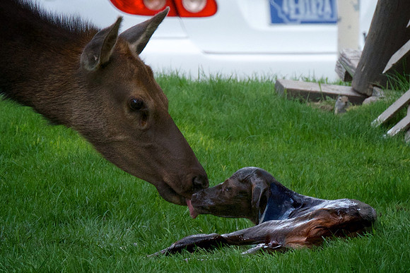 Mama's First Kiss