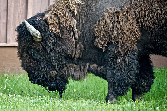 Yellowstone Bison Welcome