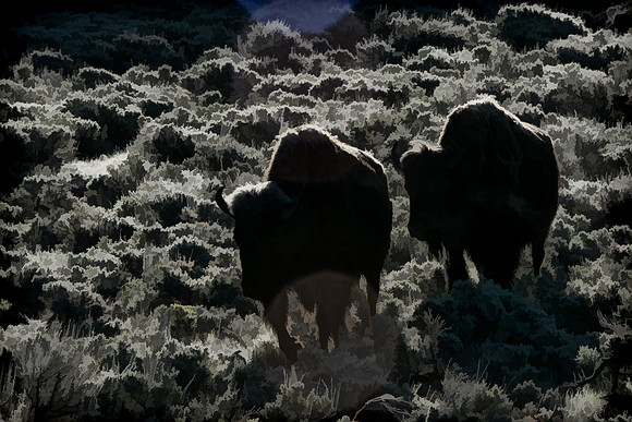 Early Morning Bison