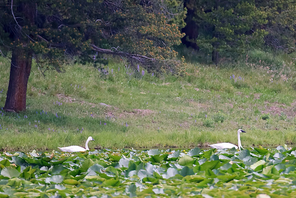Trumpeter Swans