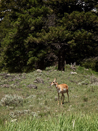 Pronghorn