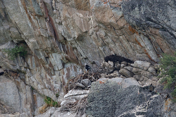 Golden Eagle Chicks