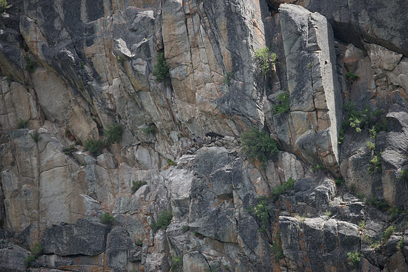 Golden Eagle nest -- and chicks!