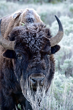 Frosty Bison