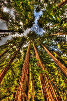 Redwood Majesty