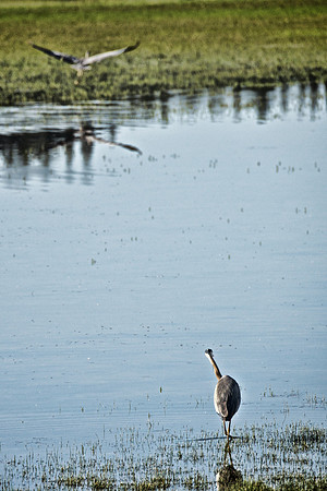 Great Blue Herons