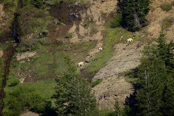 Mountain Goats