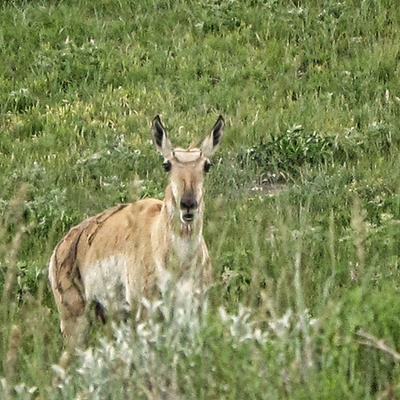 Pronghorn off Slough Road