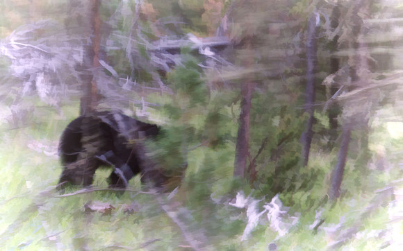 The Bear that Got Away