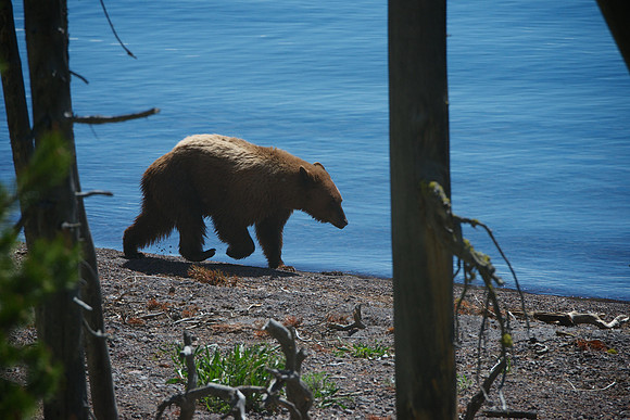 Brown Black-Bear