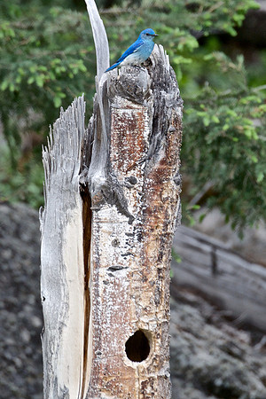 *Mountain Blue Bird