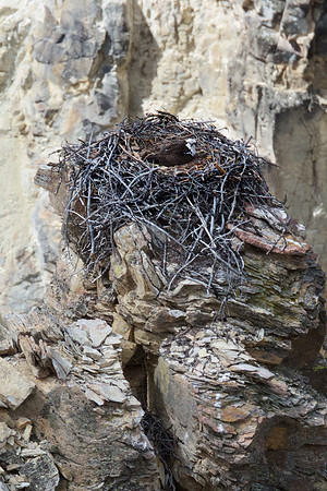 Osprey Nest Close-Up