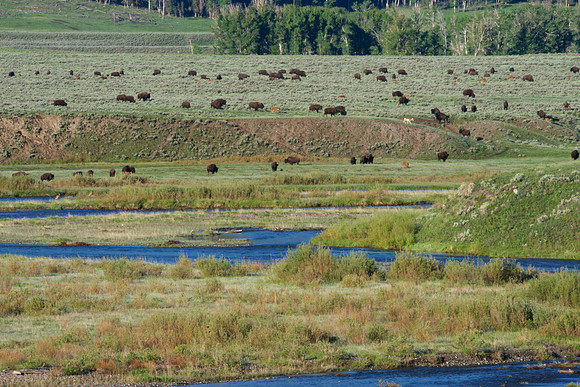 Bison Grazing
