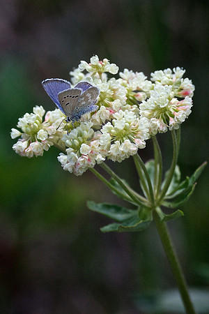 Delicate Beauty...