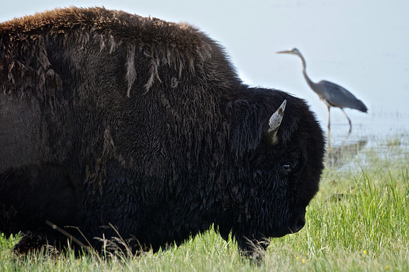 Bison and Great Blue Heron