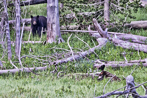 Black Bear and Raven