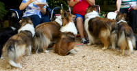 "What do you call a whole lot of Shelties...?"