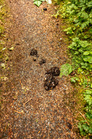 Bear Poo