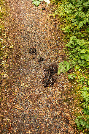 Bear Poo