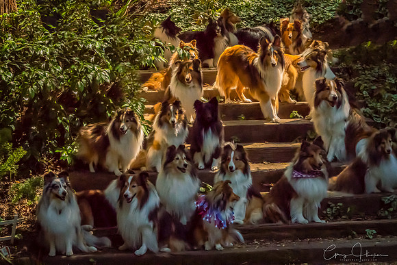 Sheltie Romp - Group Portrait 2017