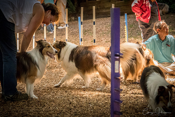 Sheltie Romp 2017 0070-Edit