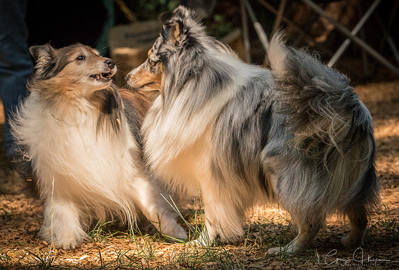 Sheltie Romp 2017 1400