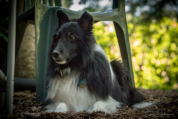 Sheltie Romp 2017 1388
