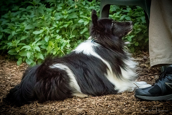 Sheltie Romp 2017 1285