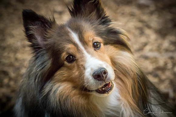 Sheltie Romp 2017 1294