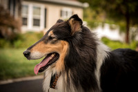 20161015 Collie Fun Day 20160317_