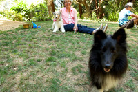 Sheltie Romp 2014