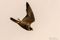 Devils Slide Perigrine Falcon Flyby
