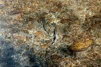 Salmon in Indian Creek
