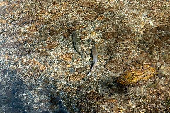 Salmon in Indian Creek