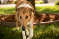 20161015 Collie Fun Day 20160320_
