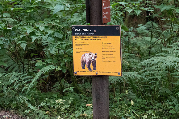 Bear Alert!