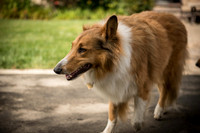20161015 Collie Fun Day 20160316_