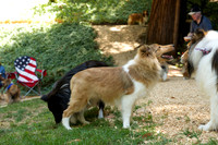 Sheltie Romp 2013