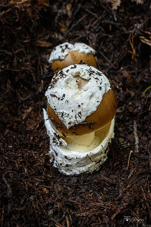 20211117 Two Scoops Vanilla with Sprinkes Mushroom_0655