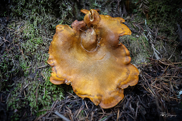 20211117 Butano SP Jack O'Lantern Mushroom B_0666