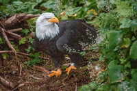 Bald Eagle - Sitka Raptor Center