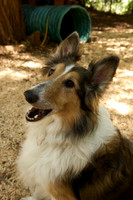 Smiling Sheltie